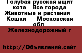 Голубая русская ищит кота - Все города Животные и растения » Кошки   . Московская обл.,Железнодорожный г.